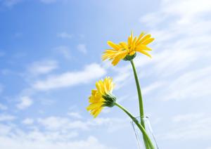 静岡市に根ざした安心の葬儀サービス【富士葬祭 瀬名】の詳細と特徴解説