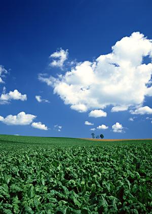 複数の葬儀社の見積りを得られます