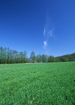 大阪でお墓をお探しの際におすすめのお寺