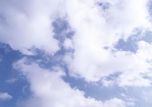 樹木葬儀を選ぶ方が増えています